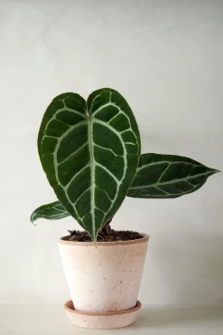 Tropiske Planter|Danskavlede Planter^PLANT Anthurium Crystallinum