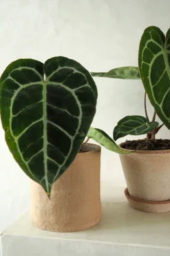 Tropiske Planter|Danskavlede Planter^PLANT Anthurium Crystallinum