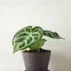Tropiske Planter^PLANT Anthurium silver Blush