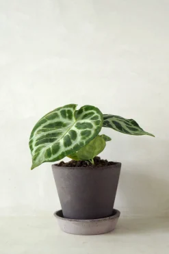 Tropiske Planter^PLANT Anthurium silver Blush