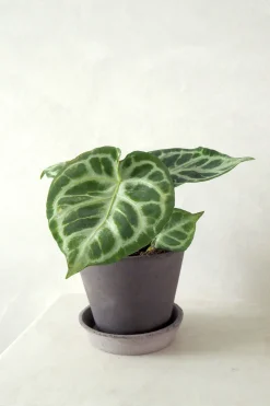 Tropiske Planter^PLANT Anthurium silver Blush