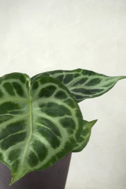 Tropiske Planter^PLANT Anthurium silver Blush