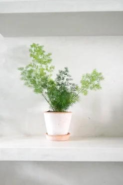 Tropiske Planter^PLANT Asparagus Myriocladus