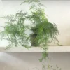 Danskavlede Planter^PLANT Asparagus Setaceus, medium