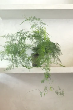Danskavlede Planter^PLANT Asparagus Setaceus, medium