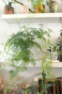 Danskavlede Planter^PLANT Asparagus Setaceus, medium