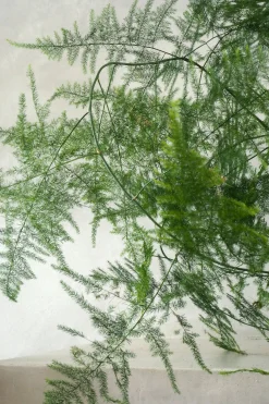 Danskavlede Planter^PLANT Asparagus Setaceus, medium