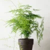 Danskavlede Planter^PLANT Asparagus Setaceus, stor