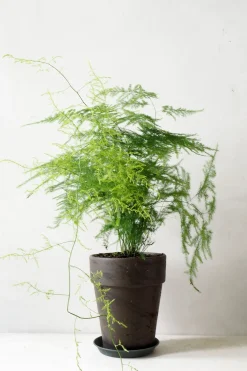 Danskavlede Planter^PLANT Asparagus Setaceus, stor