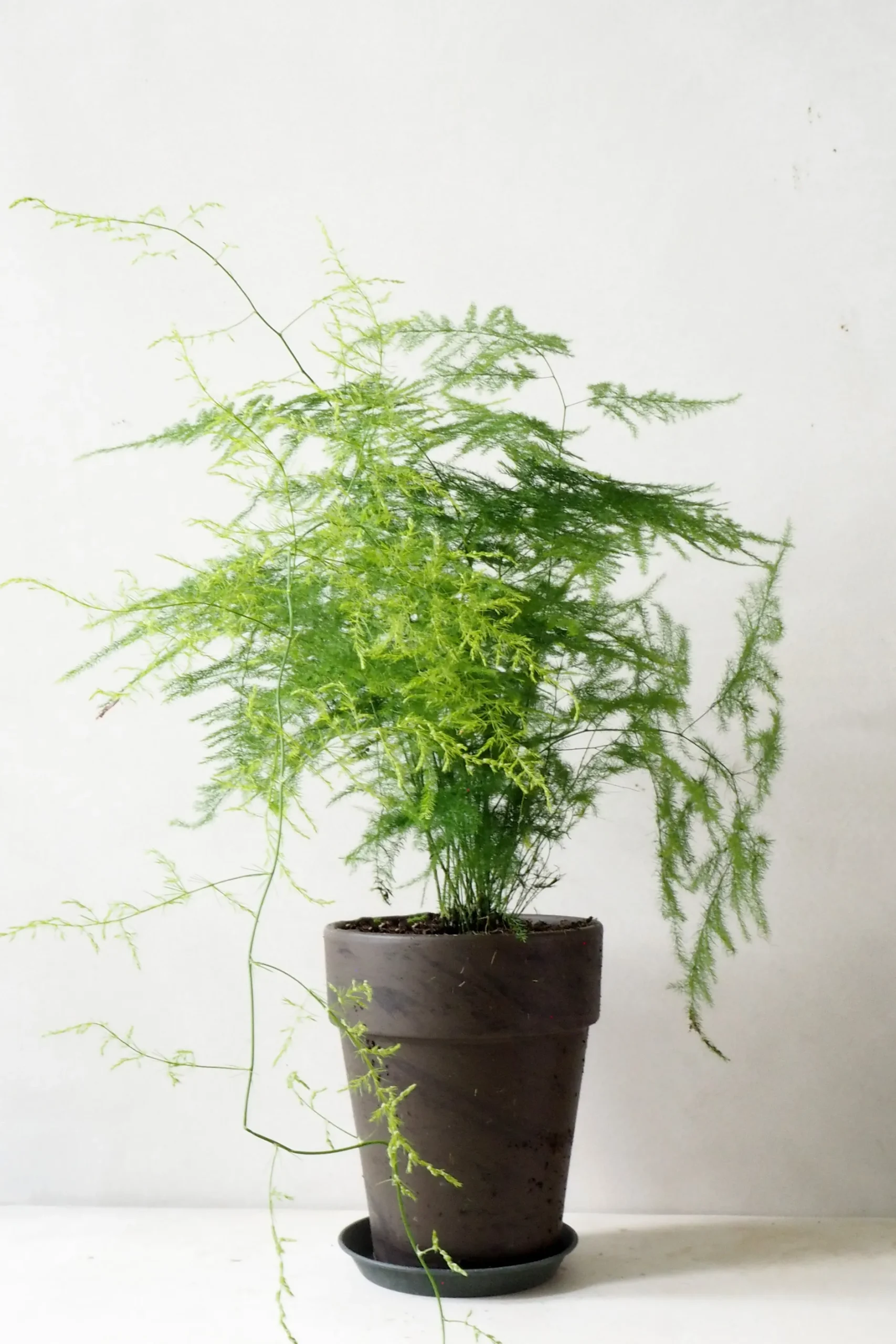 Danskavlede Planter^PLANT Asparagus Setaceus, stor