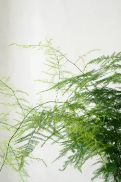 Danskavlede Planter^PLANT Asparagus Setaceus, stor