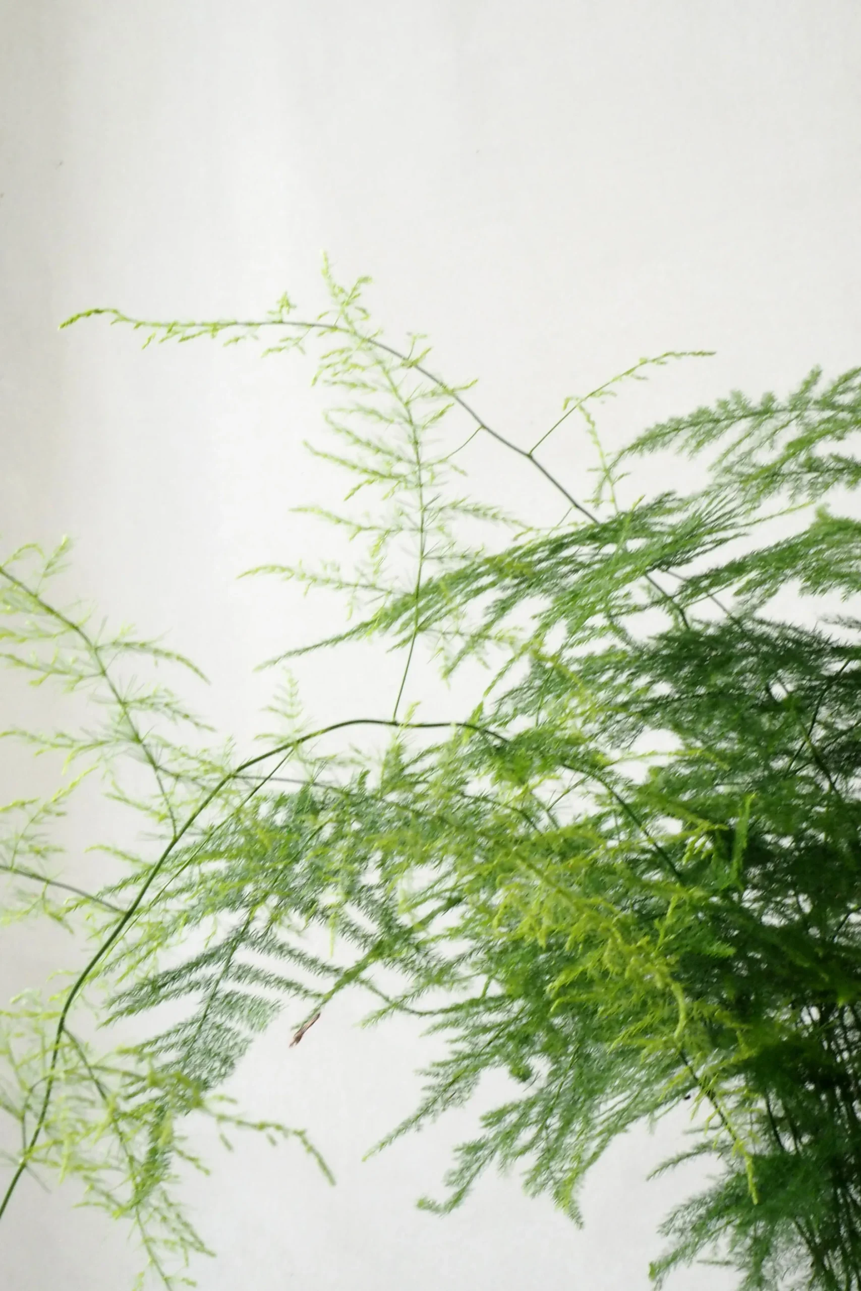 Danskavlede Planter^PLANT Asparagus Setaceus, stor