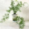 Tropiske Planter^PLANT Asparagus Sprengerii
