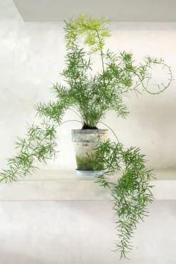 Tropiske Planter^PLANT Asparagus Sprengerii
