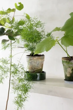 Tropiske Planter^PLANT Asparagus Sprengerii