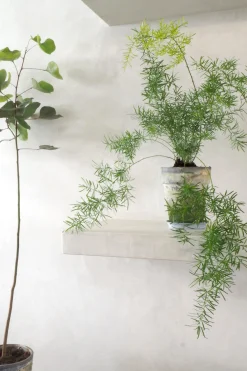 Tropiske Planter^PLANT Asparagus Sprengerii