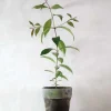 Danskavlede Planter^PLANT Australsk birk