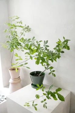 Ørkenplanter Og Knoldplanter^PLANT Balsamtræ