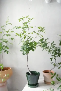 Ørkenplanter Og Knoldplanter^PLANT Balsamtræ