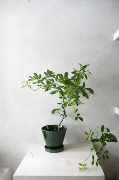 Ørkenplanter Og Knoldplanter^PLANT Balsamtræ