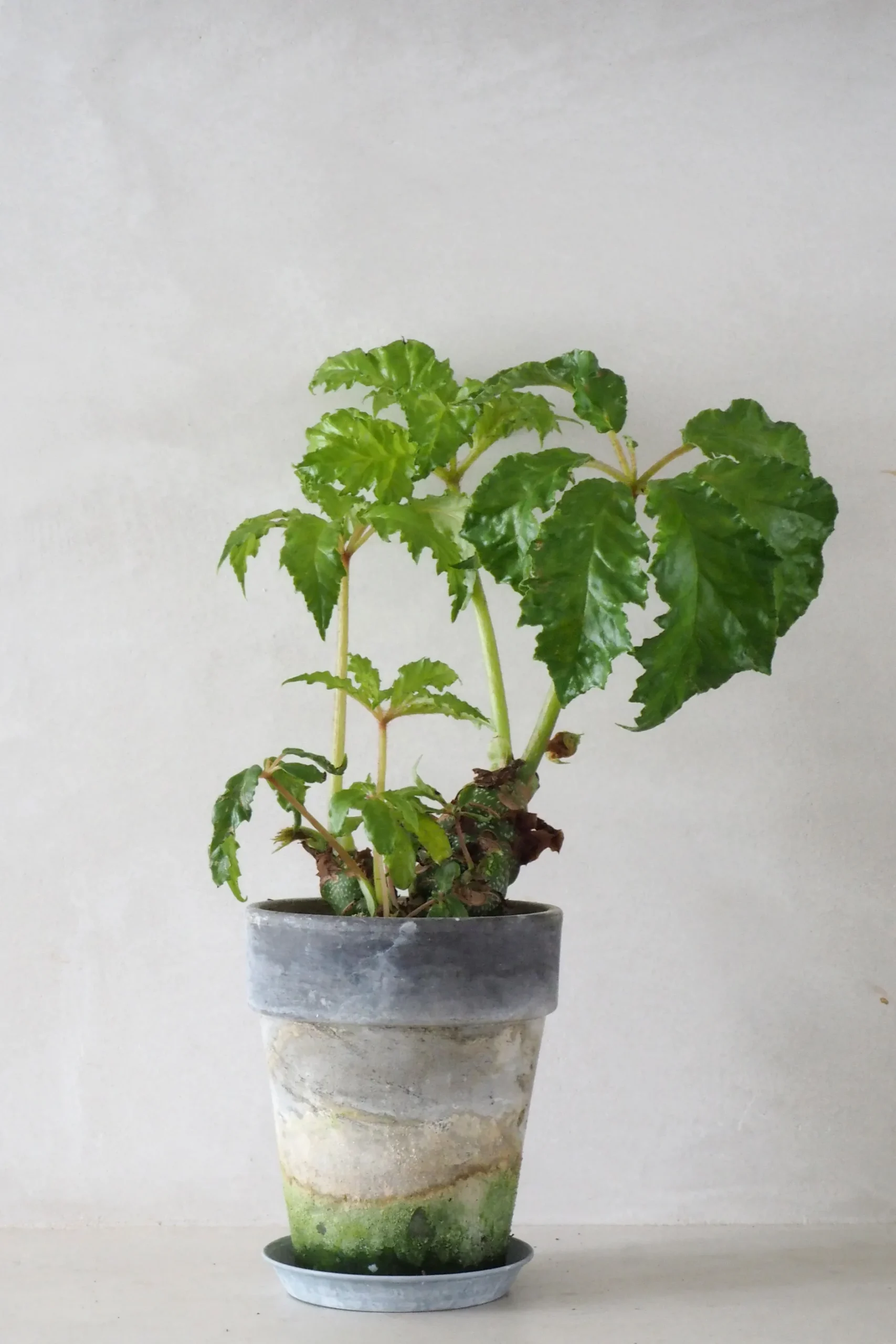 Tropiske Planter|Danskavlede Planter^PLANT Begonia Carolineifolia, lille