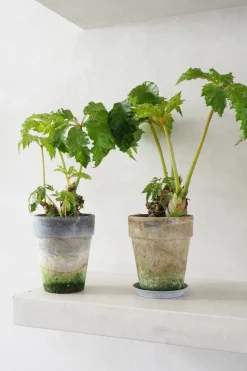 Tropiske Planter|Danskavlede Planter^PLANT Begonia Carolineifolia, lille