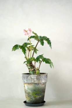 Tropiske Planter|Danskavlede Planter^PLANT Begonia Carolineifolia, lille