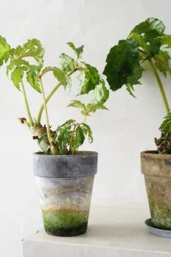 Tropiske Planter|Danskavlede Planter^PLANT Begonia Carolineifolia, lille