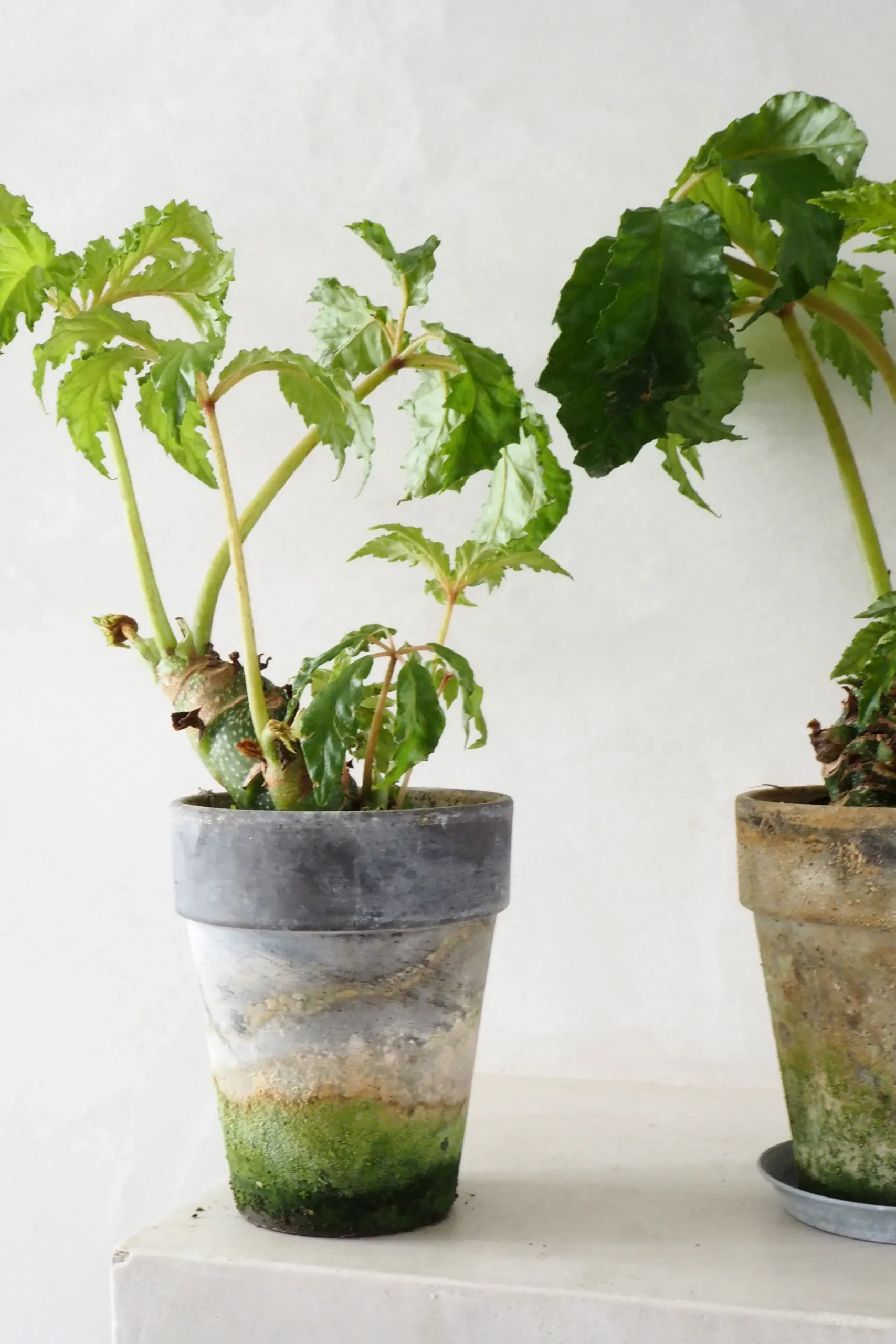 Tropiske Planter|Danskavlede Planter^PLANT Begonia Carolineifolia, lille