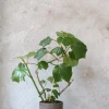 Duftgeranium|Danskavlede Planter^PLANT Begonia convolvulacea