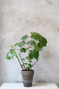 Duftgeranium|Danskavlede Planter^PLANT Begonia convolvulacea