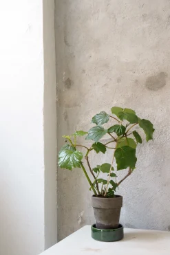 Duftgeranium|Danskavlede Planter^PLANT Begonia convolvulacea