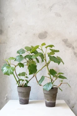 Duftgeranium|Danskavlede Planter^PLANT Begonia convolvulacea