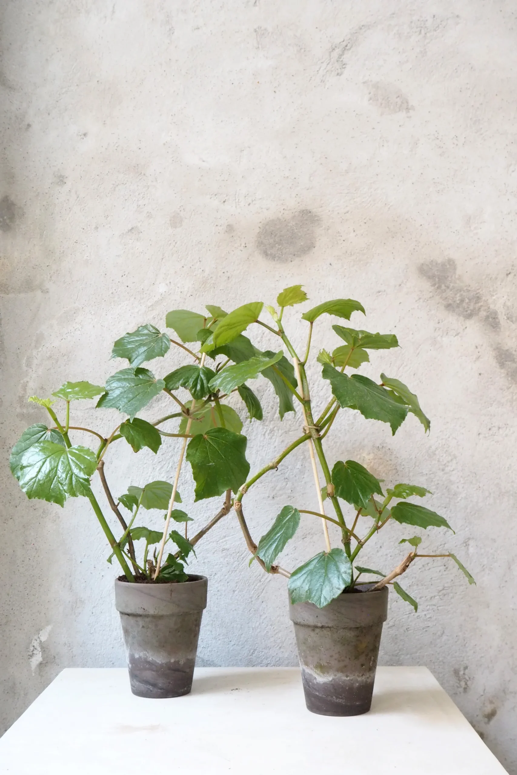 Duftgeranium|Danskavlede Planter^PLANT Begonia convolvulacea