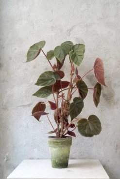 Duftgeranium|Danskavlede Planter^PLANT Begonia Oldemor