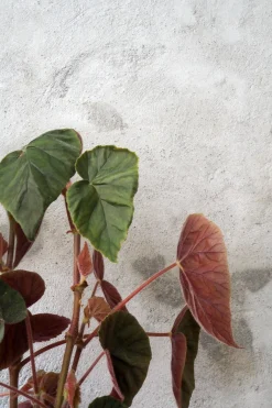 Duftgeranium|Danskavlede Planter^PLANT Begonia Oldemor