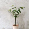 Danskavlede Planter^PLANT Begonia opstammet