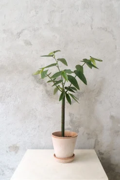 Danskavlede Planter^PLANT Begonia opstammet