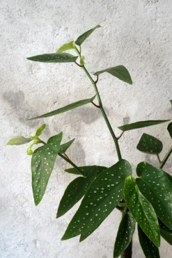 Danskavlede Planter^PLANT Begonia opstammet