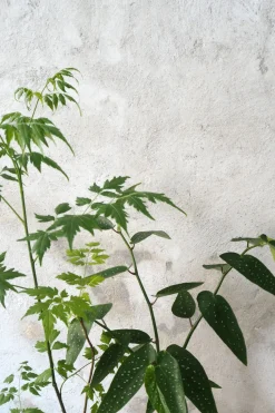 Danskavlede Planter^PLANT Begonia opstammet