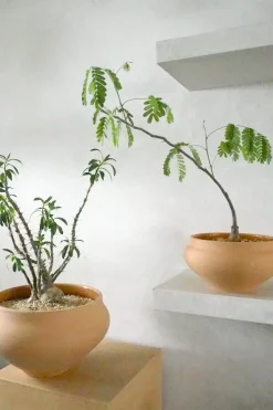 Glaserede Krukker|Stor^PLANT Belle krukke, stor