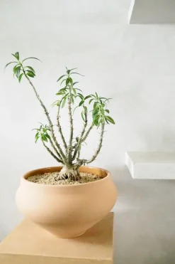 Glaserede Krukker|Stor^PLANT Belle krukke, stor
