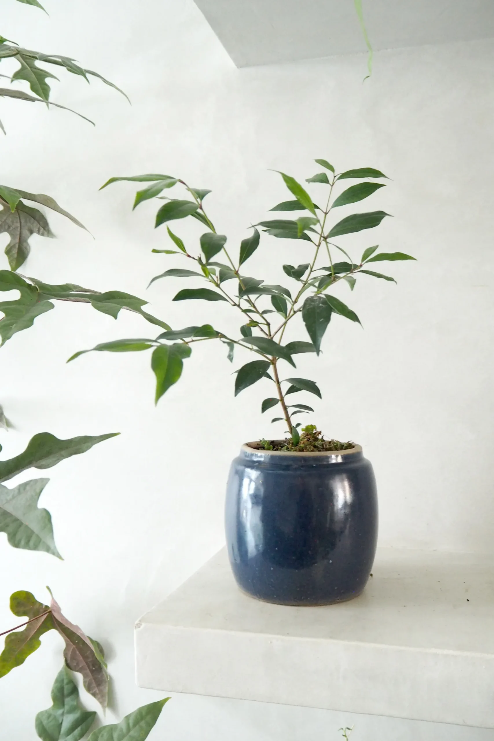 Glaserede Krukker|Mellem^PLANT Berit, blå, ø12 cm