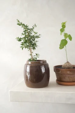 Glaserede Krukker|Lille^PLANT Berit, brun ø 12 cm