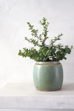 Glaserede Krukker|Lille^PLANT Berit, lysegrøn, ø12 cm