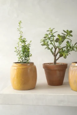 Glaserede Krukker|Lille^PLANT Berit, mustard ø12 cm