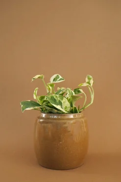 Glaserede Krukker|Lille^PLANT Berit, mustard ø12 cm