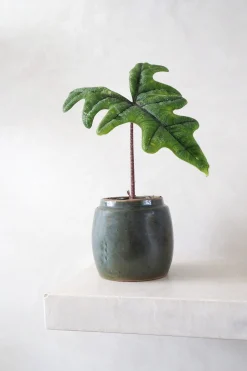Glaserede Krukker|Lille^PLANT Berit, olivengrøn ø12 cm