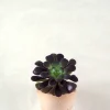 Ørkenplanter Og Knoldplanter|Danskavlede Planter^PLANT Black Rose - Aeonium