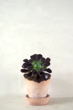 Ørkenplanter Og Knoldplanter|Danskavlede Planter^PLANT Black Rose - Aeonium